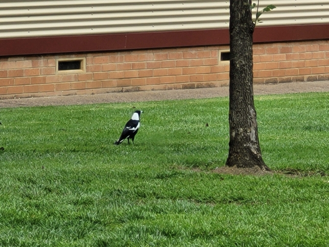 Magpie grazes near a tree
